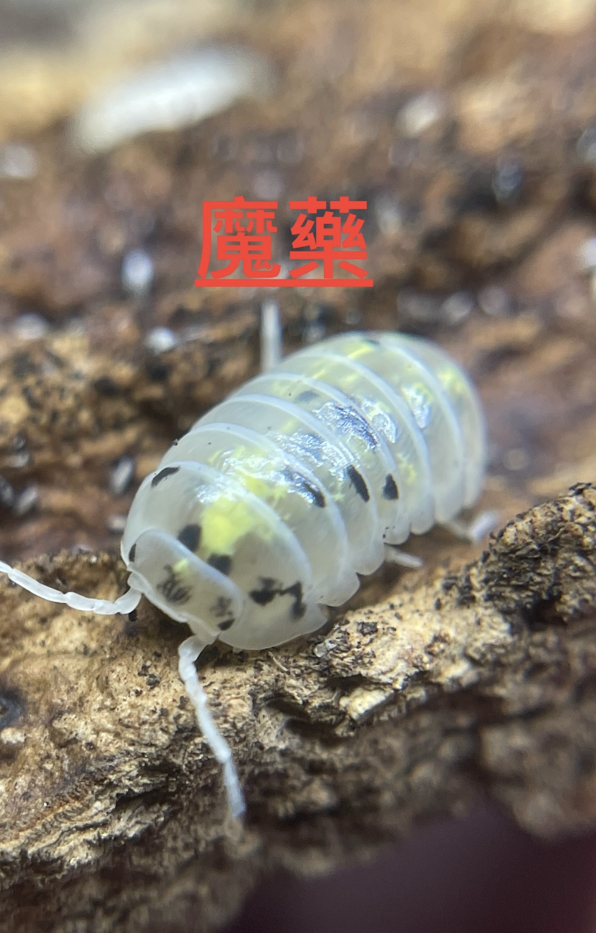 鼠婦